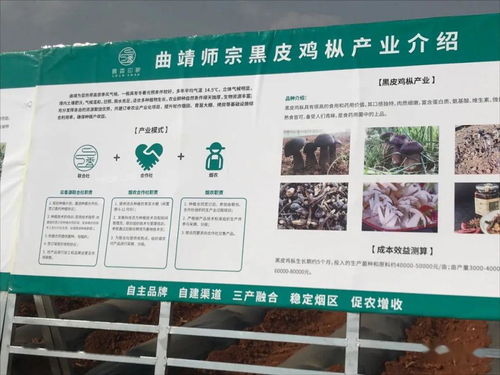 云南國發(fā)有機肥技術(shù)助力師宗煙草產(chǎn)業(yè)，推動土壤改良與環(huán)保發(fā)展